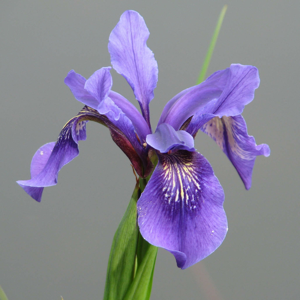 Iris bulleyana godet de 8/9 cm