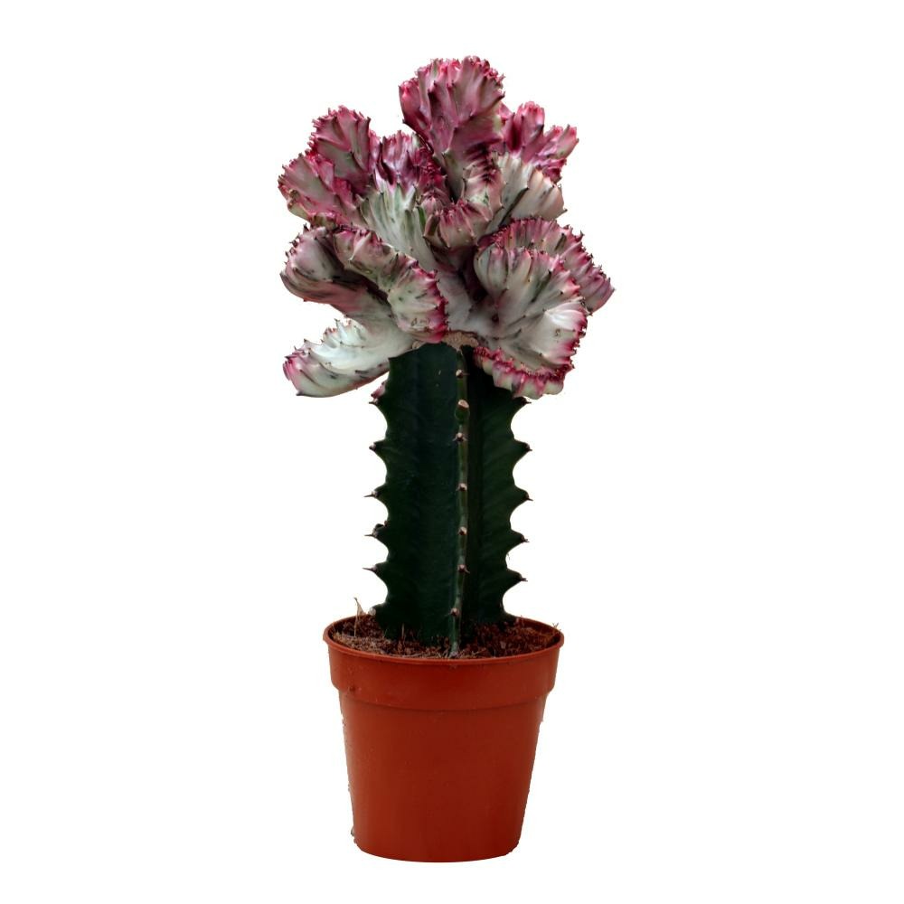 Euphorbia lactea cristata greffé - pot 12cm