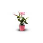 Dipladenia - plante fleurie - ↕ 20-30 cm - ⌀ 10,5 cm - plante d'intérieur & extérieur - fleur rose