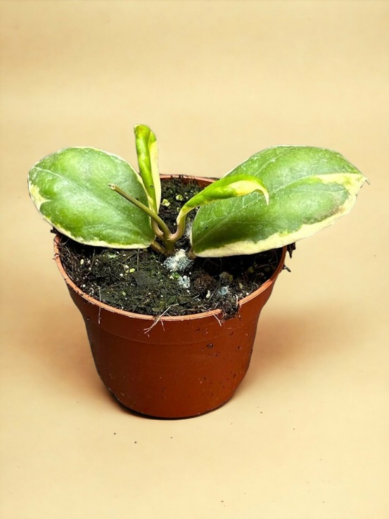 Hoya incrassata variegata