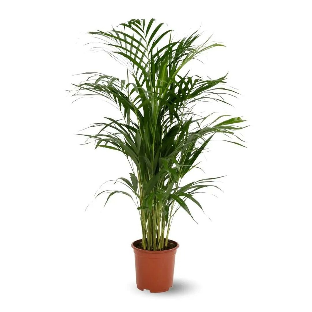 Areca - dypsis lutescens - palmier d'intérieur - ↕ 70-80 cm - ⌀ 17 cm - purificateur d'air
