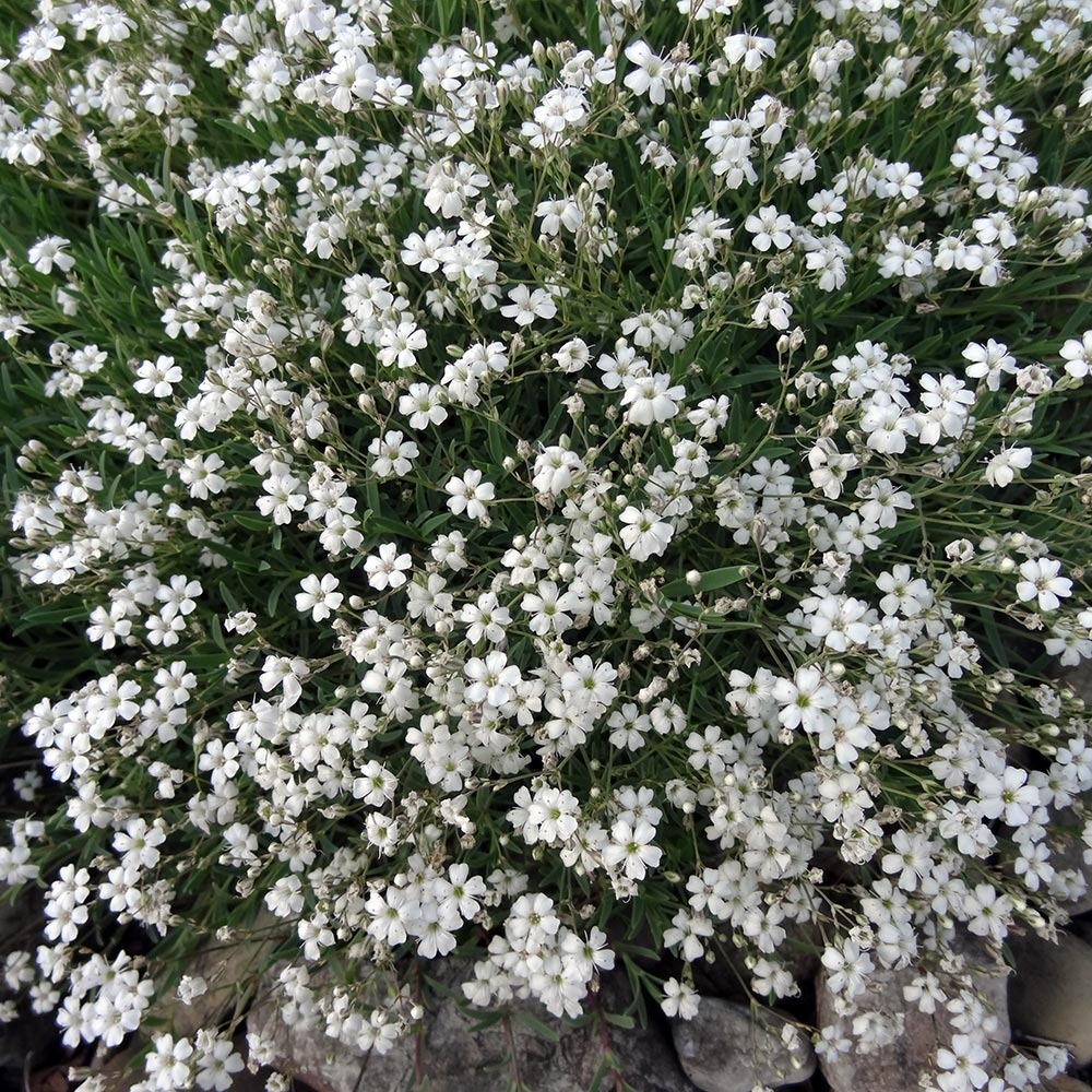 Gypsophile rampant 'white angel' godet de 8/9 cm
