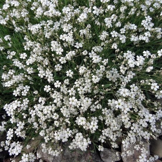 Gypsophile rampant 'white angel' godet de 8/9 cm