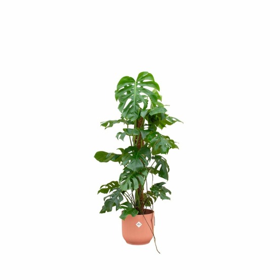 Monstera pertusum 120cm et son pot rose 30cm - hauteur 120cm