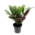 Plante d’ombrage audible avec de grands motifs de feuilles - ctenanthe burle-marxii - marante - korbmarante - pot de 14cm