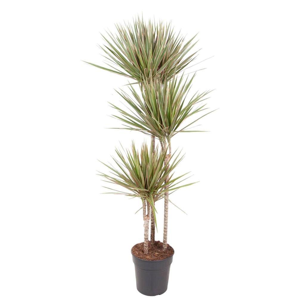Dracaena bicolor carrousel - plantes d'intérieur