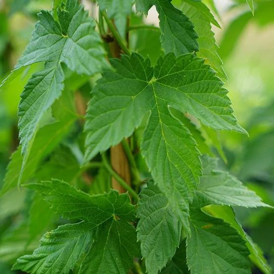 Houblon 'nordbrau' - humulus 3l - 60/90cm