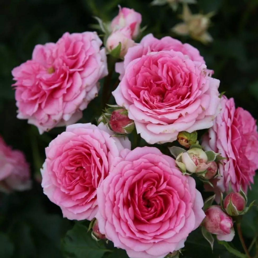 Petit rosier arbustif amica fleur rose en pot 3l