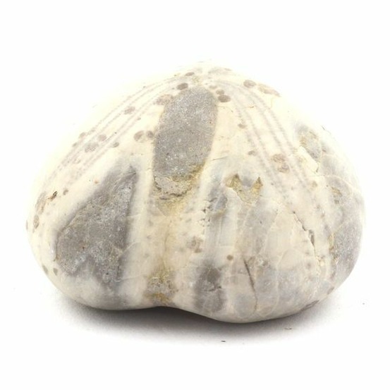 Oursin fossile, toxaster amplus 199.0 carats