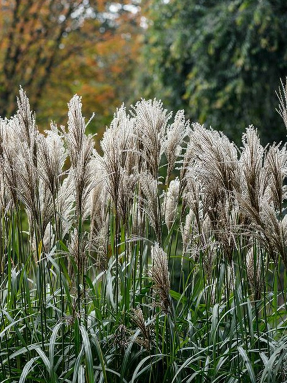 Eulalie, roseau de chine 'silberspinne' godet de 8/9 cm