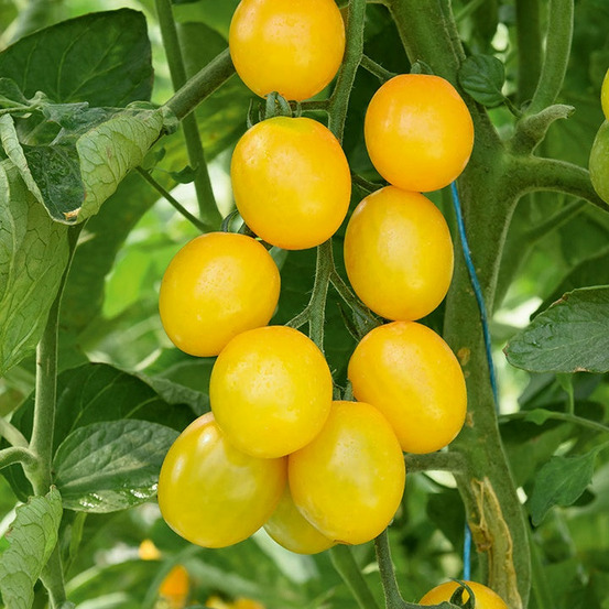 3 plants de tomate cerise gusta mini yellow f1 - les 3 plants / ø 10.5cm