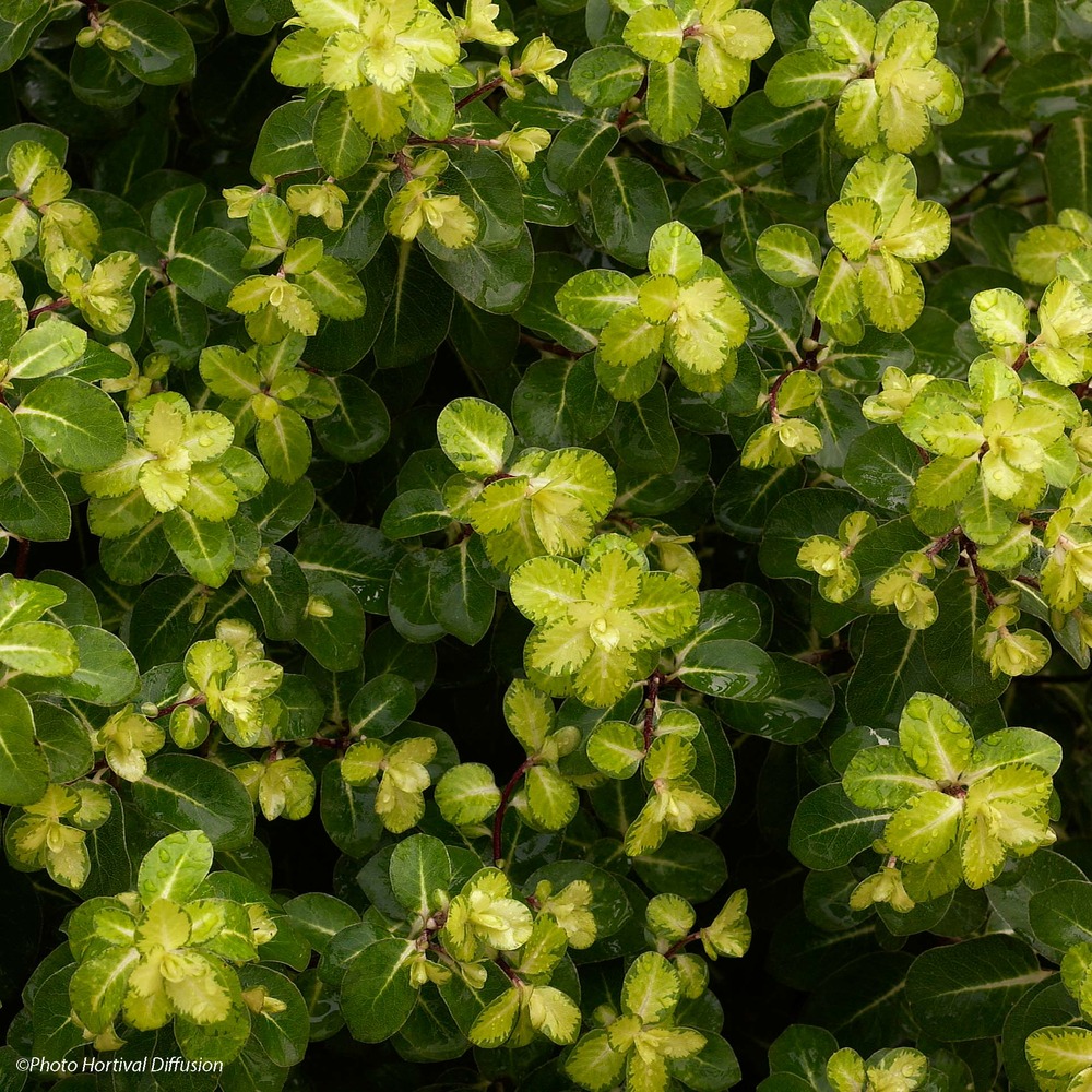 Pittosporum à petites feuilles 'abbotsbury gold' pot de 2l/3l