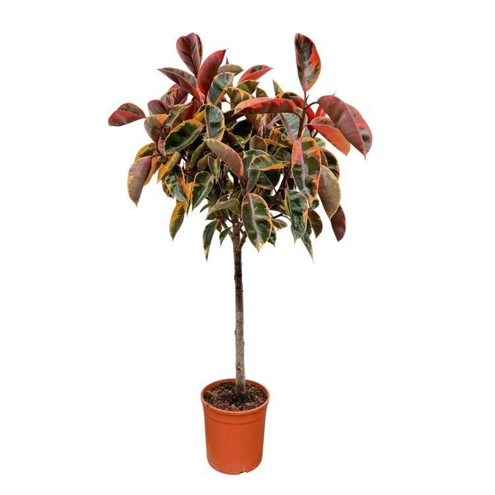 Ficus elastica robusta sur tige - plantes d'intérieur