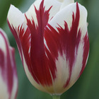 10 tulipes triomphe grand perfection - 12 - willemse, le sachet de 10 bulbes / circonférence 12cm+