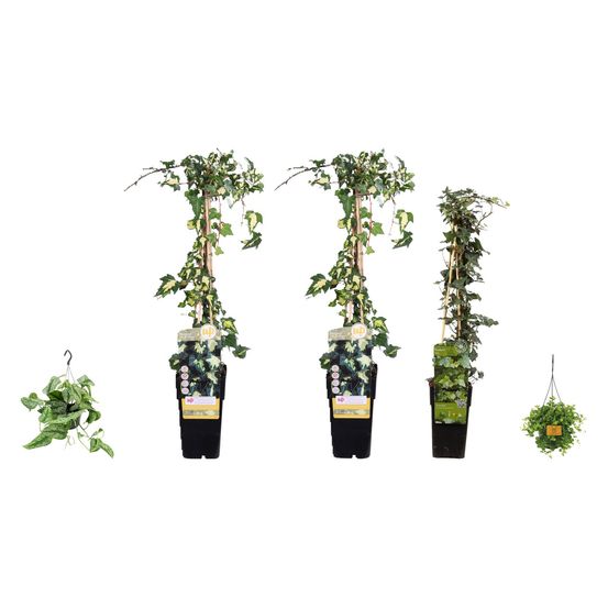 Suspensions d'étagère haute - 5 retombantes — lot de 5 plantes