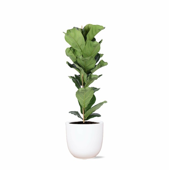 Ficus lyrata et son pot blanc - hauteur 90cm