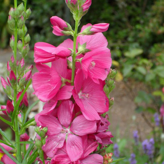 6 x sidalcea 'rosy gem' - sidalcea 'rosy gem' - godet 9cm x 9cm