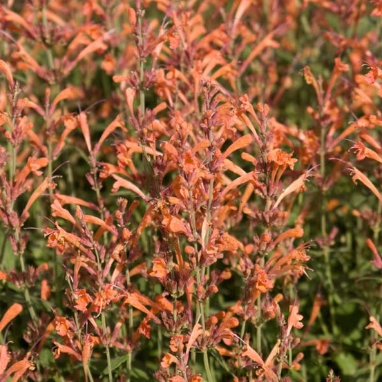 Agastache 'firebird' godet de 8/9 cm