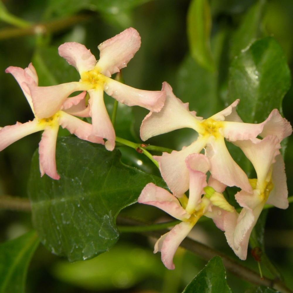 Jasmin étoilé pink showers®, jasmin persistant rose, trachelospermum pot de 3l - echelle bambou 60/120 cm
