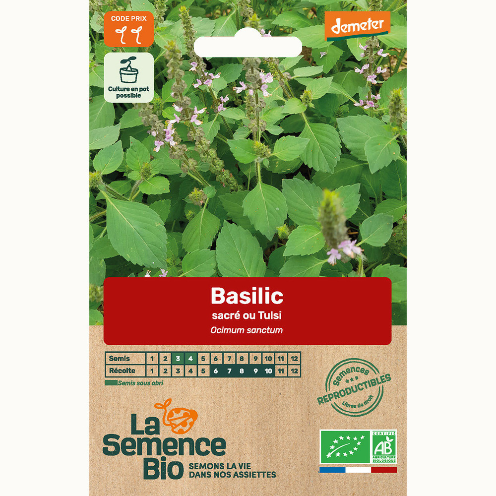 Basilic tulsi - graines bio