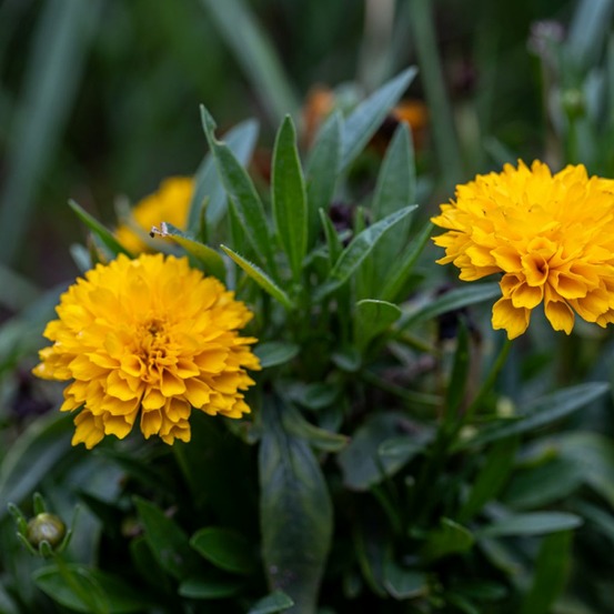 Oeil de jeune fille 'early sunrise' le sachet de 100 graines environ (0,3g)