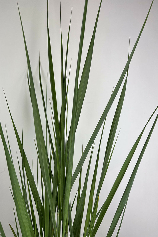 Panicum 'blue fountain' - en pot de 3 litres