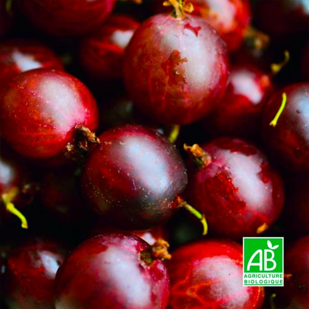 Groseillier à Maquereaux 'Freedonia' BIO…