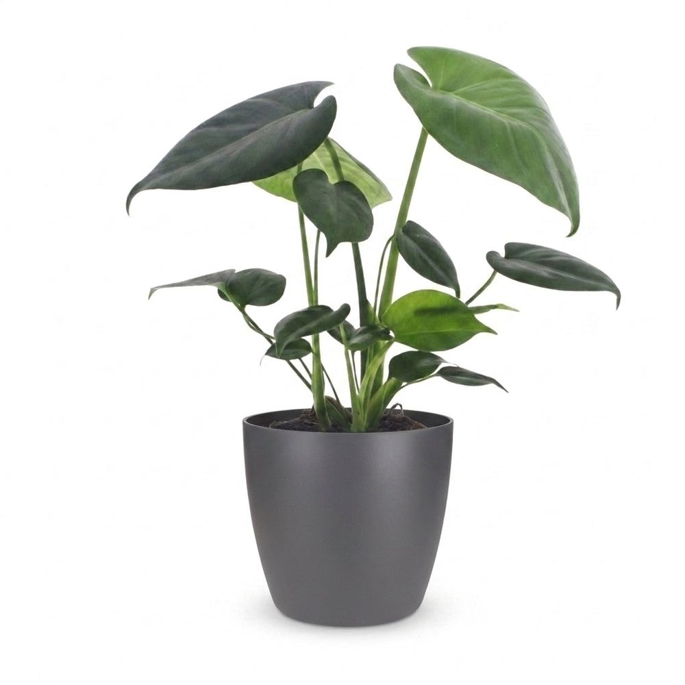Monstera deliciosa - pot de 12cm