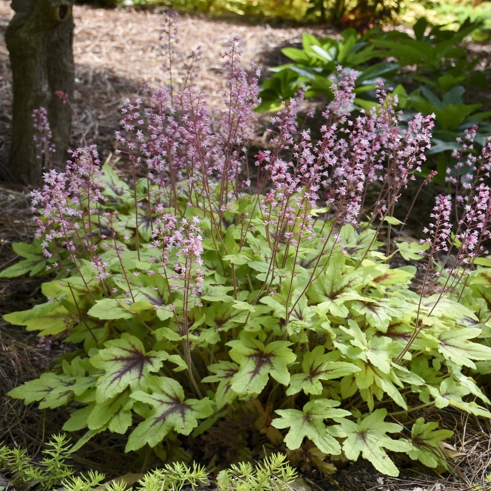 Heucherella 'eye spy' godet de 8/9 cm