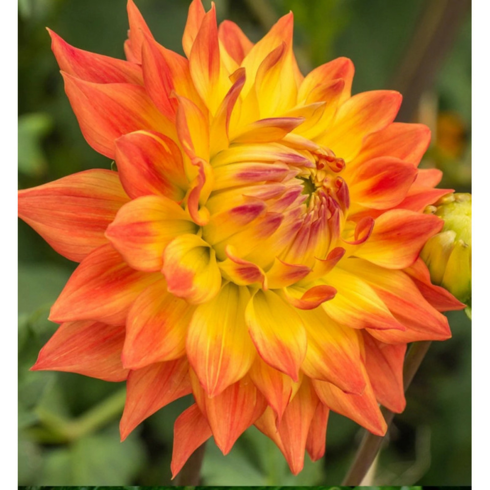 Bulbe de dahlia cactus aloha sachet de 1 bulbe