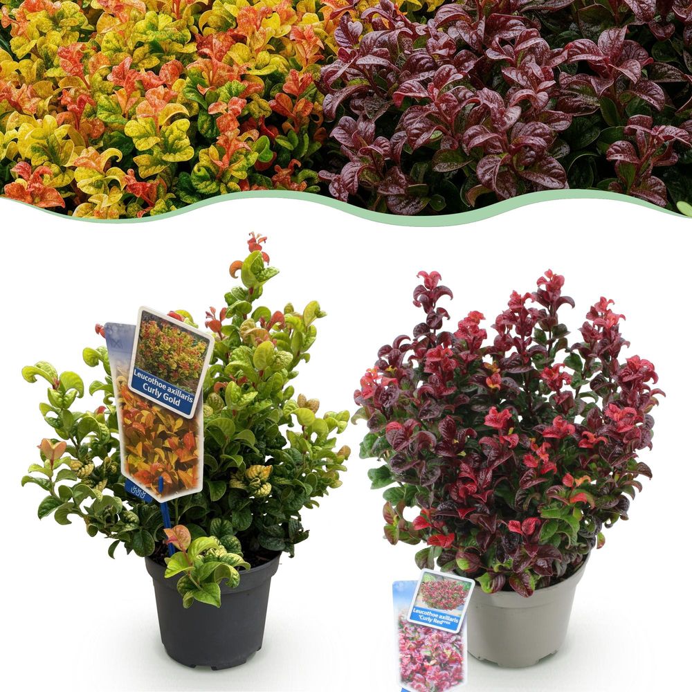 Leucothoé 'curly' - pot 17 cm - hauteur 40 cm