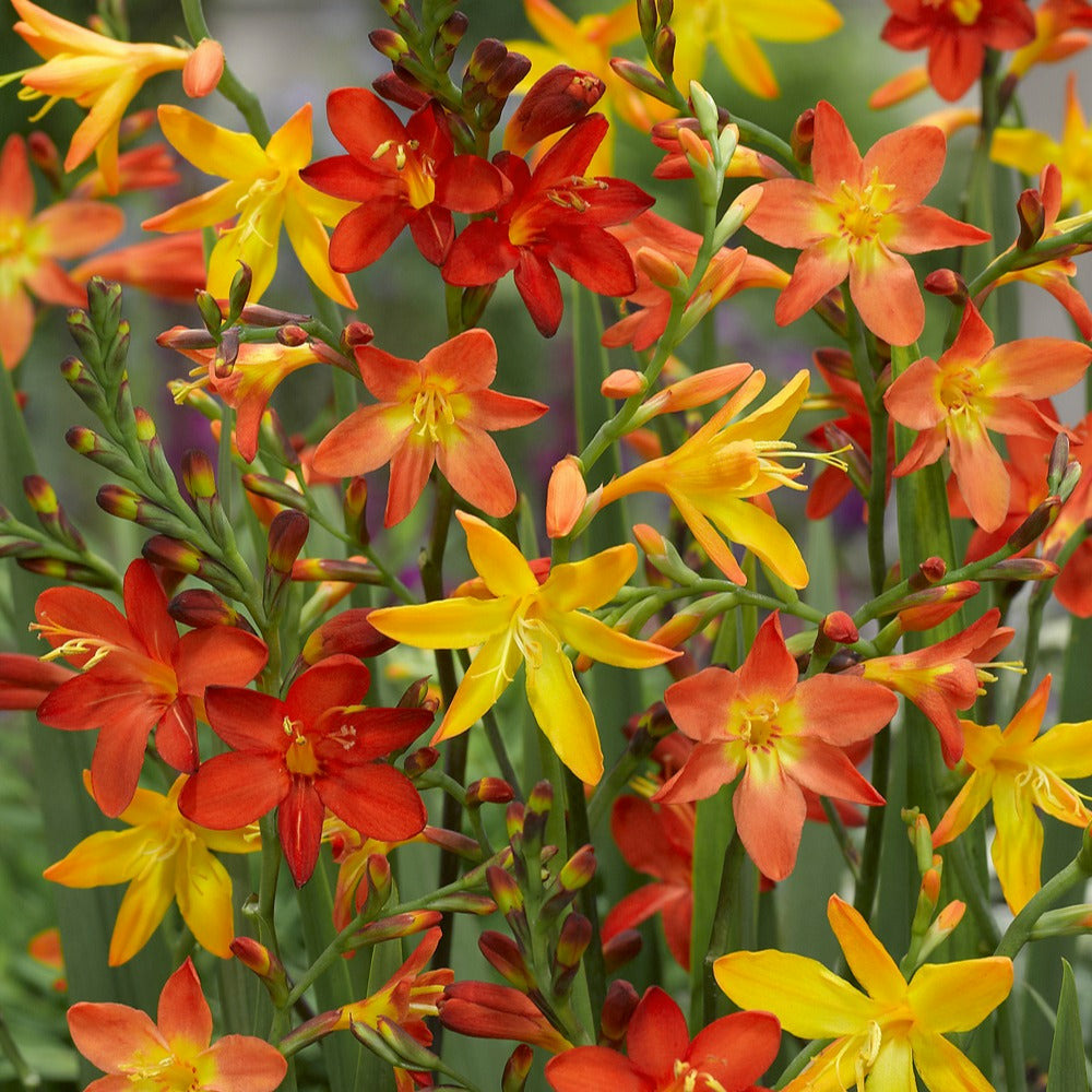 30 crocosmias en mélange - le sachet de 30 bulbes / circonférence 6-7cm, vendu par lot de 4
