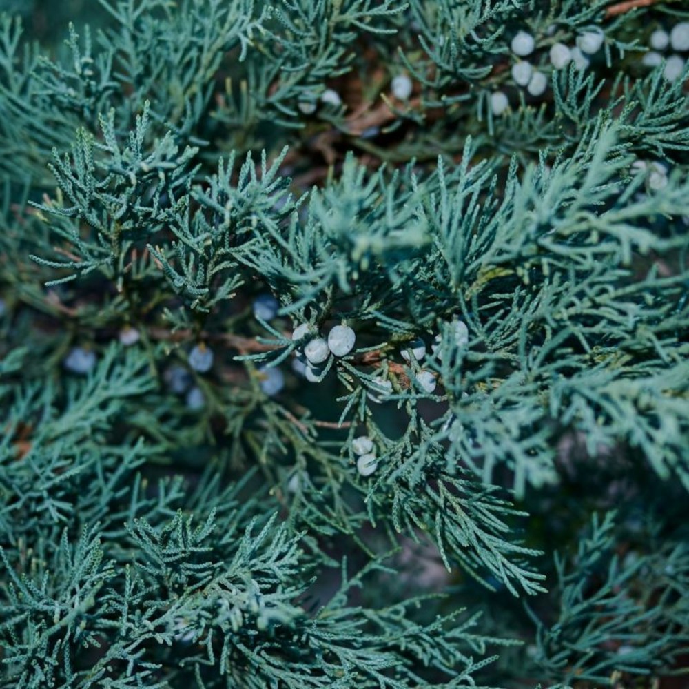 Genévrier des rocheuses blue arrow - juniperus scopulorum blue arrow 80/100cm