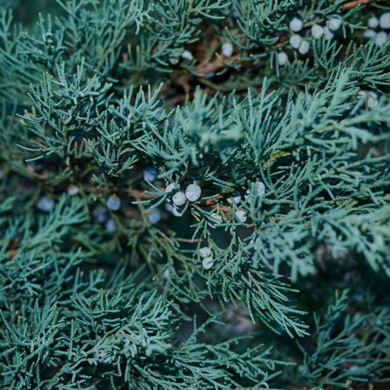 Genévrier des rocheuses blue arrow - juniperus scopulorum blue arrow 80/100cm