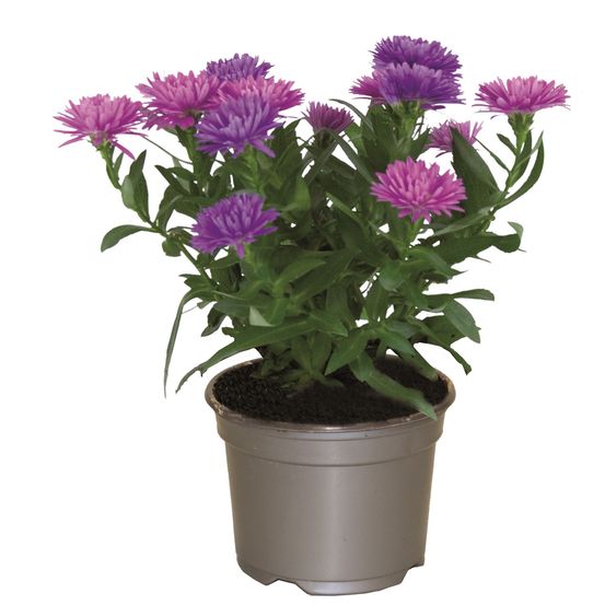 Aster pot 10,5 cm