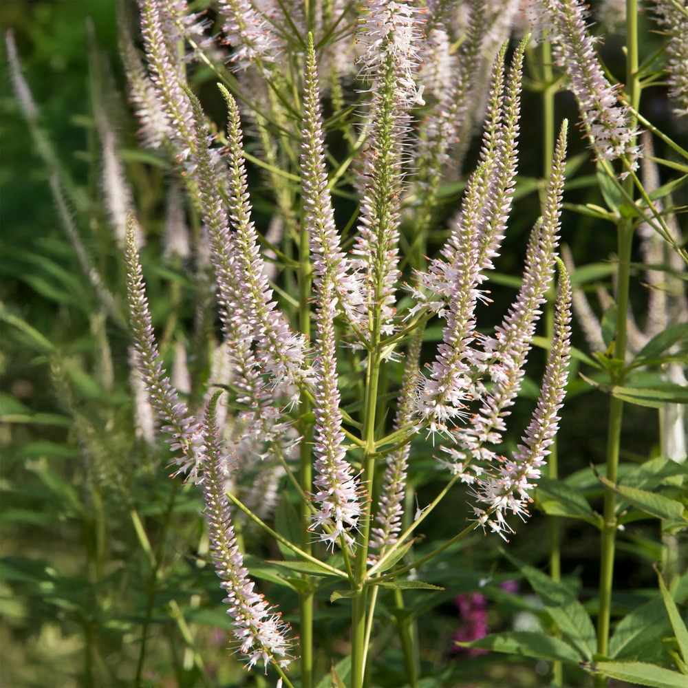 Véronique de virginie roseum - le pot / ø 9cm