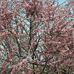 Tamaris d'été 'pink cascade' pot de 2l/3l