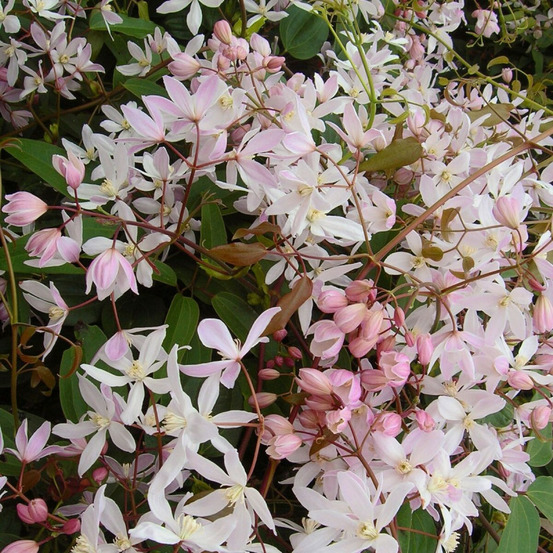 Clématite armandii apple blossom pot de 3l - echelle bambou 60/120 cm