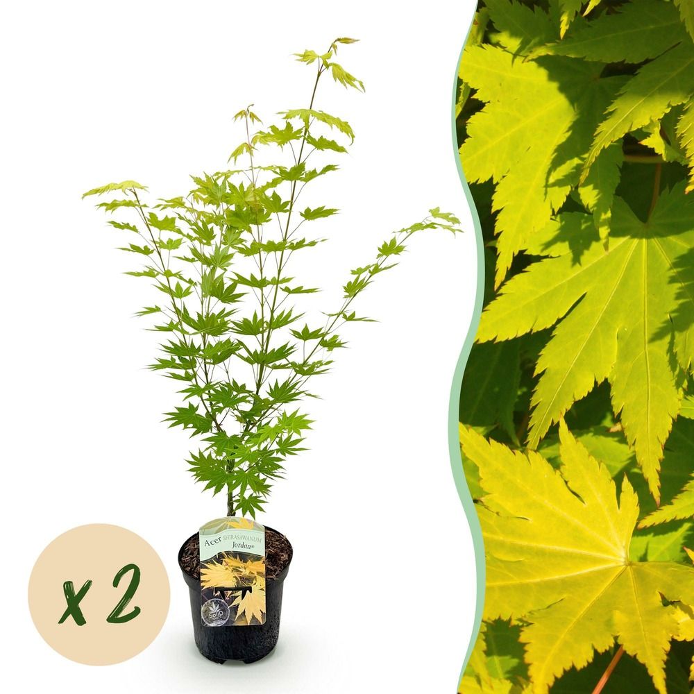 Érable du japon 'jordan' - lot de 2 - pot 19 cm - hauteur 70 cm