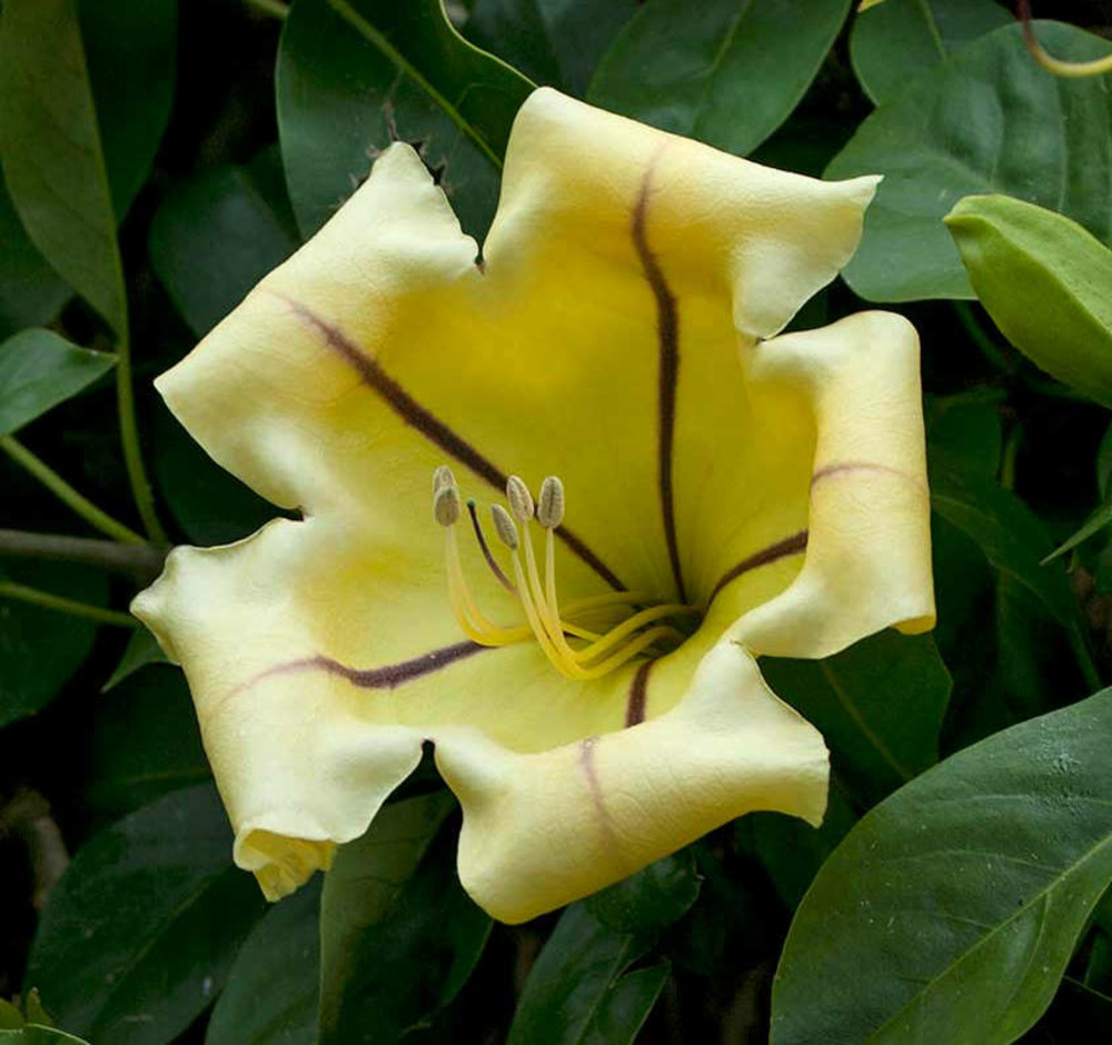 Solandra maxima (bol d'or, liane trompette)- pot de 4 litres - 140/160 cm