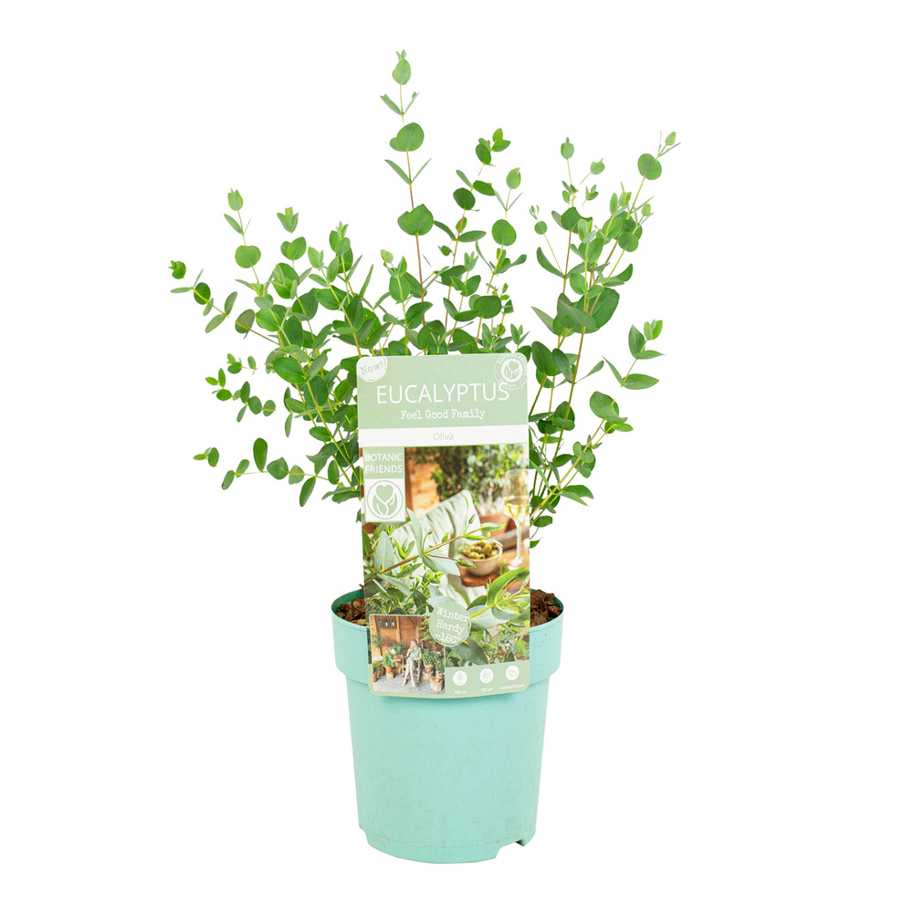 Eucalyptus parvifolia - plante d'eucalyptus - plantes de jardin - rustique - ⌀15 cm - 30-40 cm