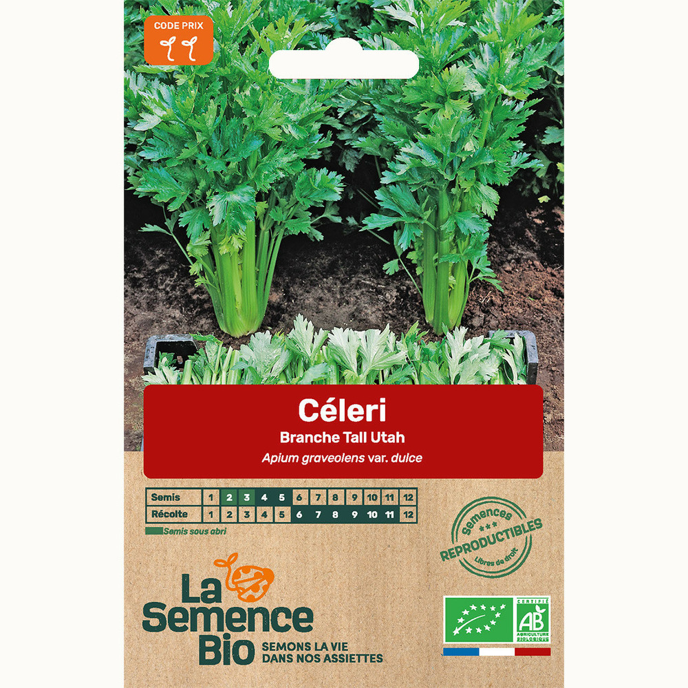 Céleri-branche tall utah - graines bio