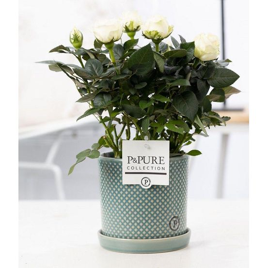 Rosier blanc et pot en céramique vert