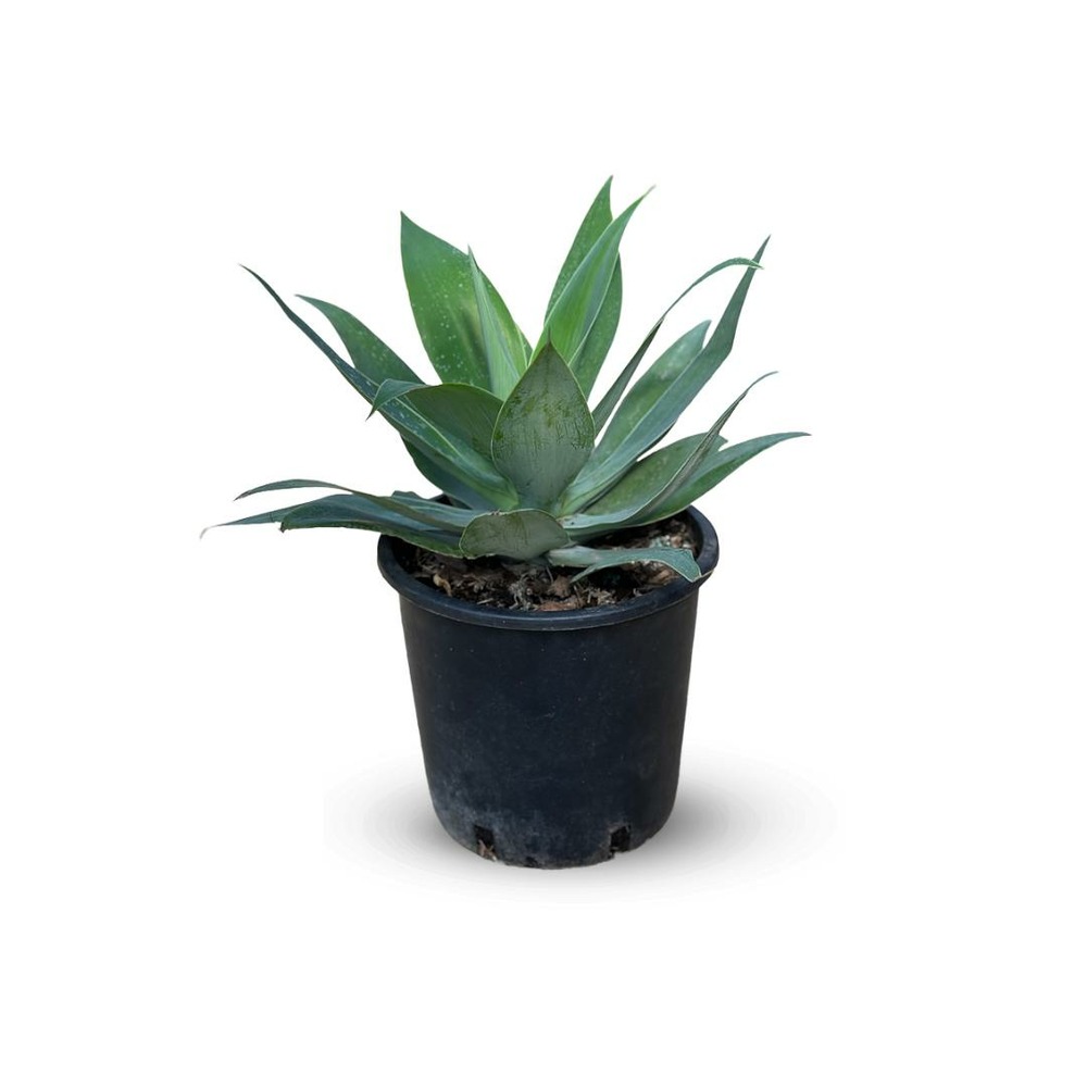 Agave attenuata - ↕ 30-40 cm - ⌀ 24 cm - cactus et plantes grasses