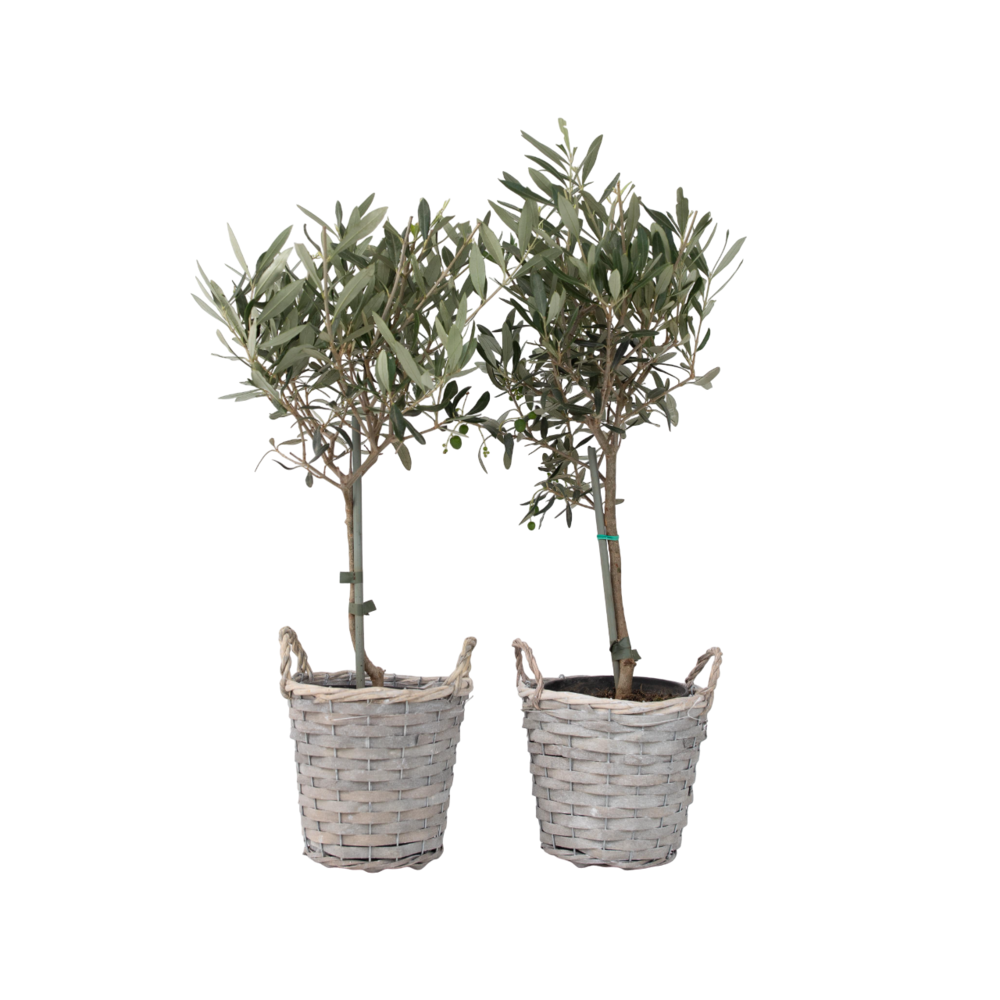Olivier - set de 2 - olea europaea - hauteur 50-60cm - ⌀14cm