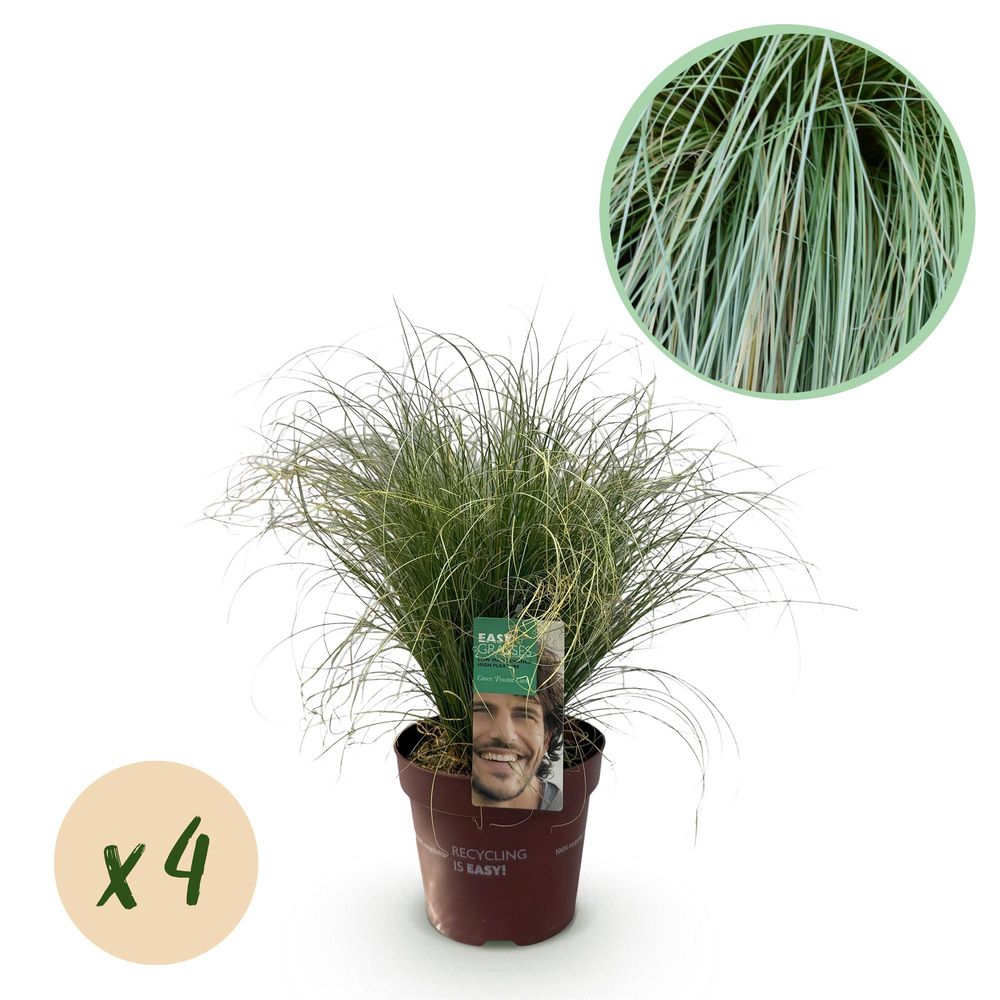 Laîche 'frosted curls' - lot de 4 - pot 17 cm - hauteur 50 cm