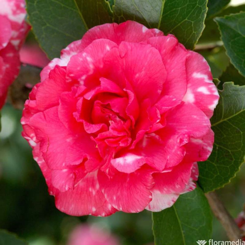 Camellia japonica 'john tooby' : c2l | Truffaut