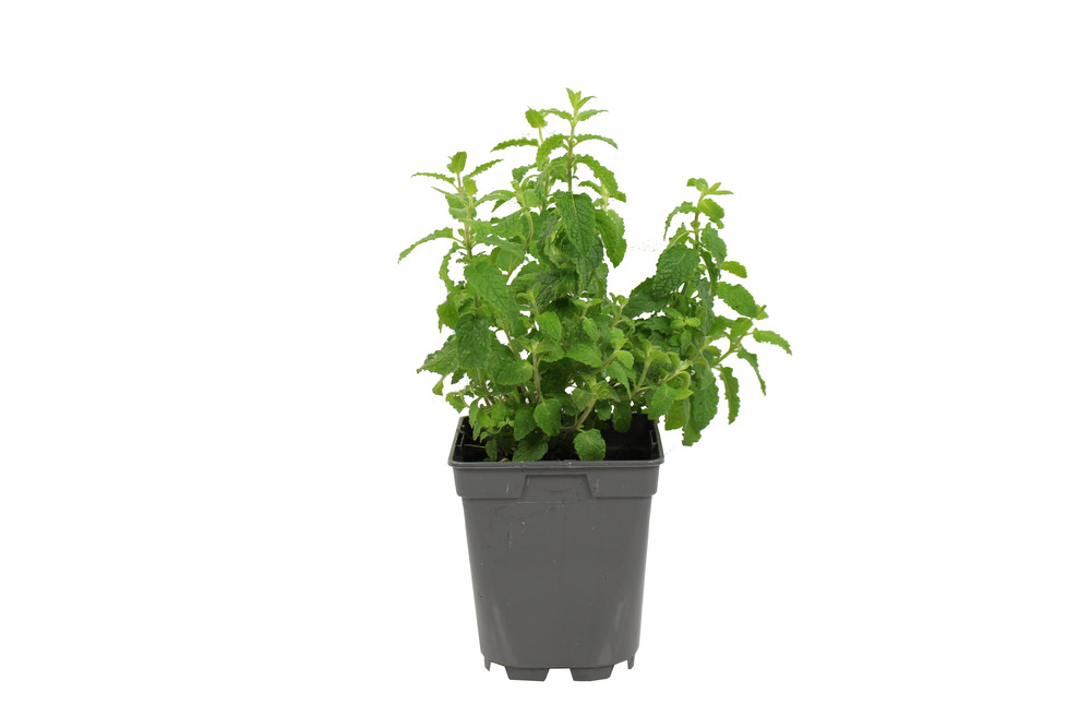 Menthe fraise pac pot 1 l