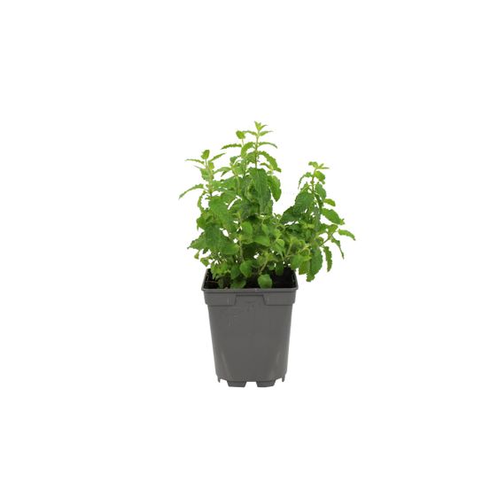 Menthe fraise pac pot 1 l