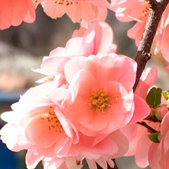 Cognassier du japon falconnet charlet, chaenomeles pot de 3l - 20/40 cm